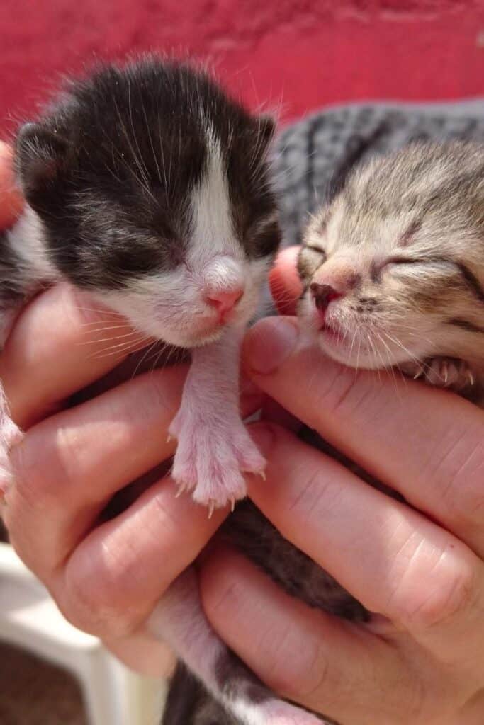 are kittens born blind