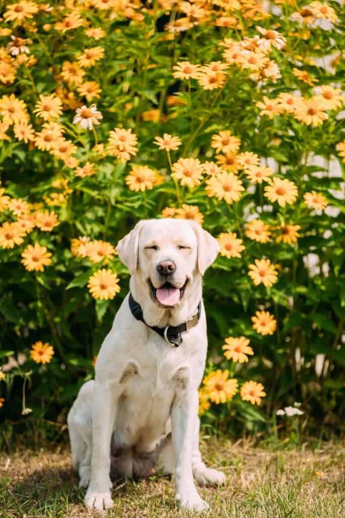 facts about labradors