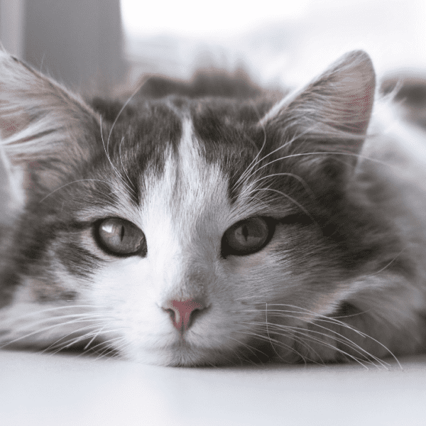 fun facts about cats
