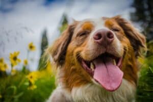 15 Fun Facts About Dogs