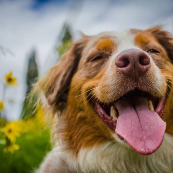 fun facts about dogs