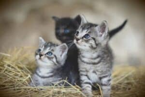 fun facts about kittens