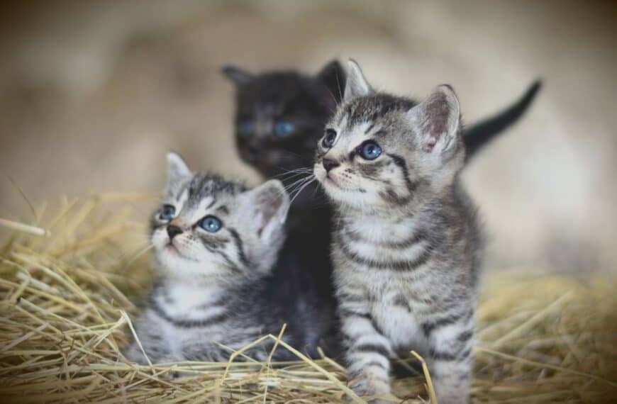 fun facts about kittens