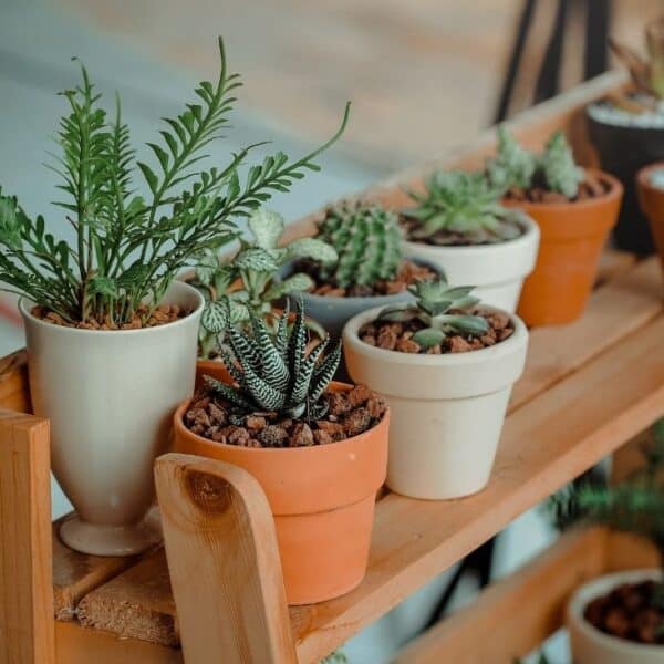 fun facts about plants