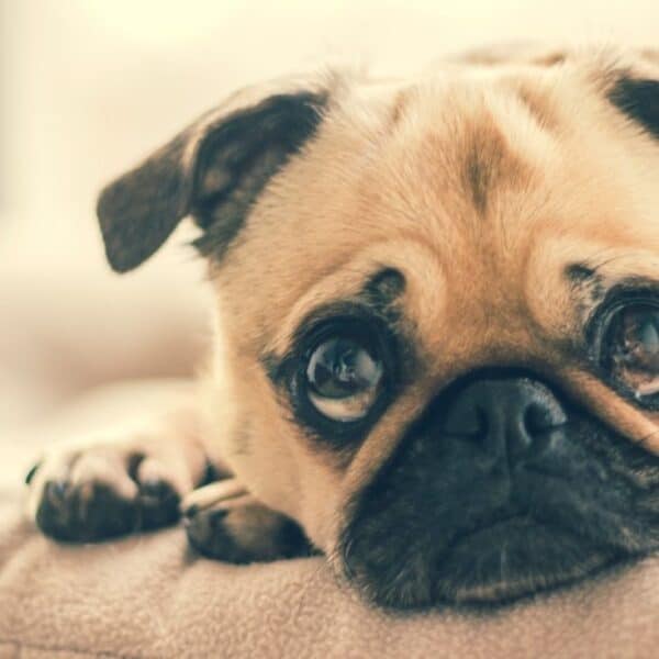 fun facts about pugs