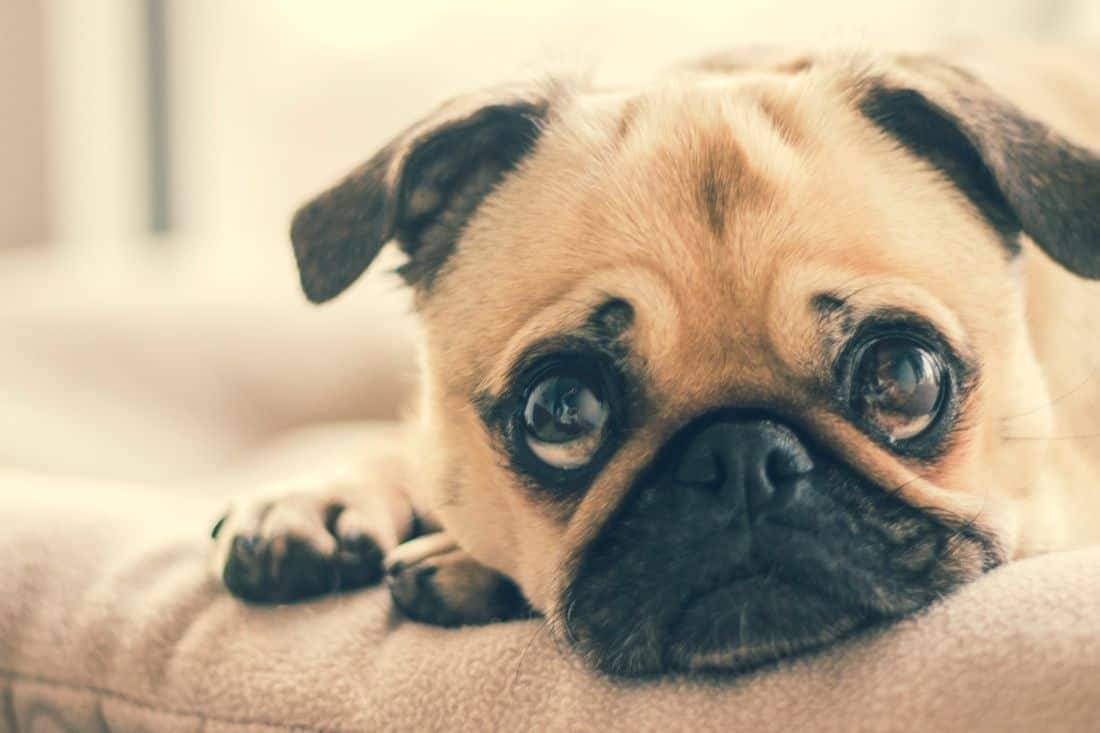 15 Fun Facts About Pugs