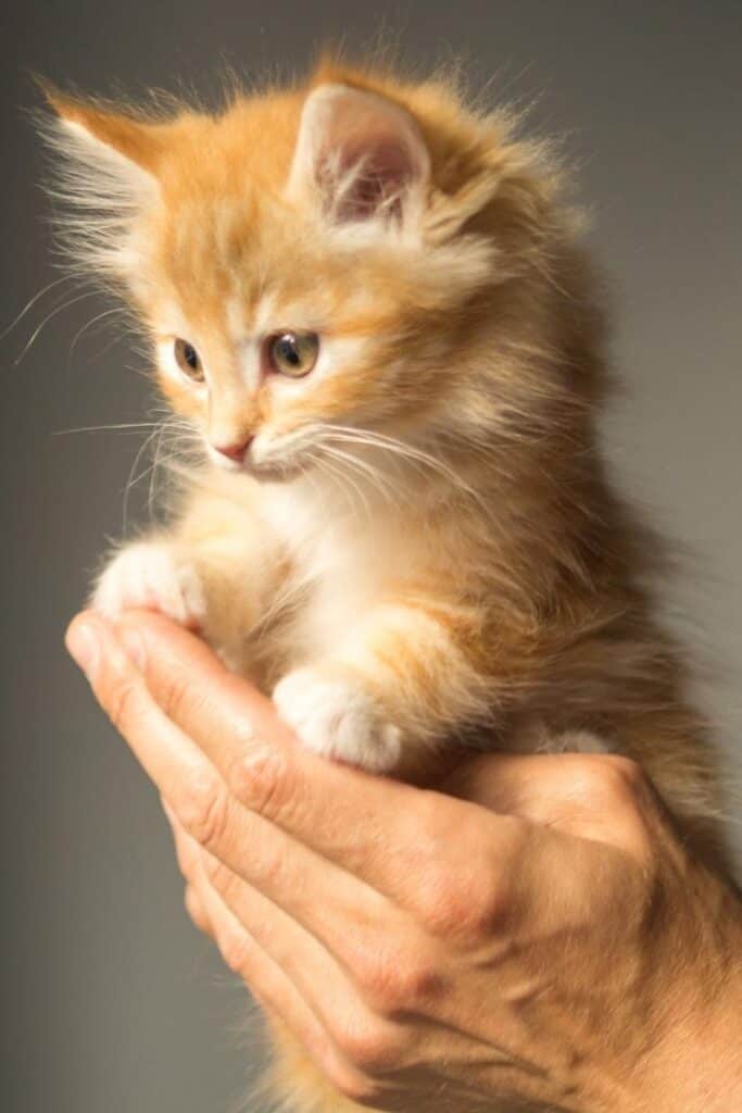 interesting facts about kittens
