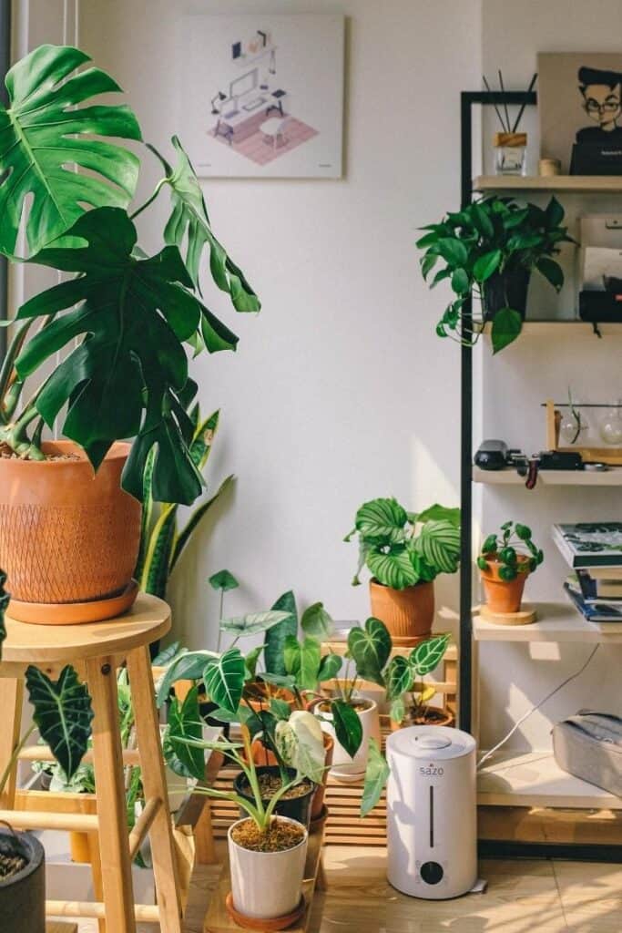interesting facts about plants