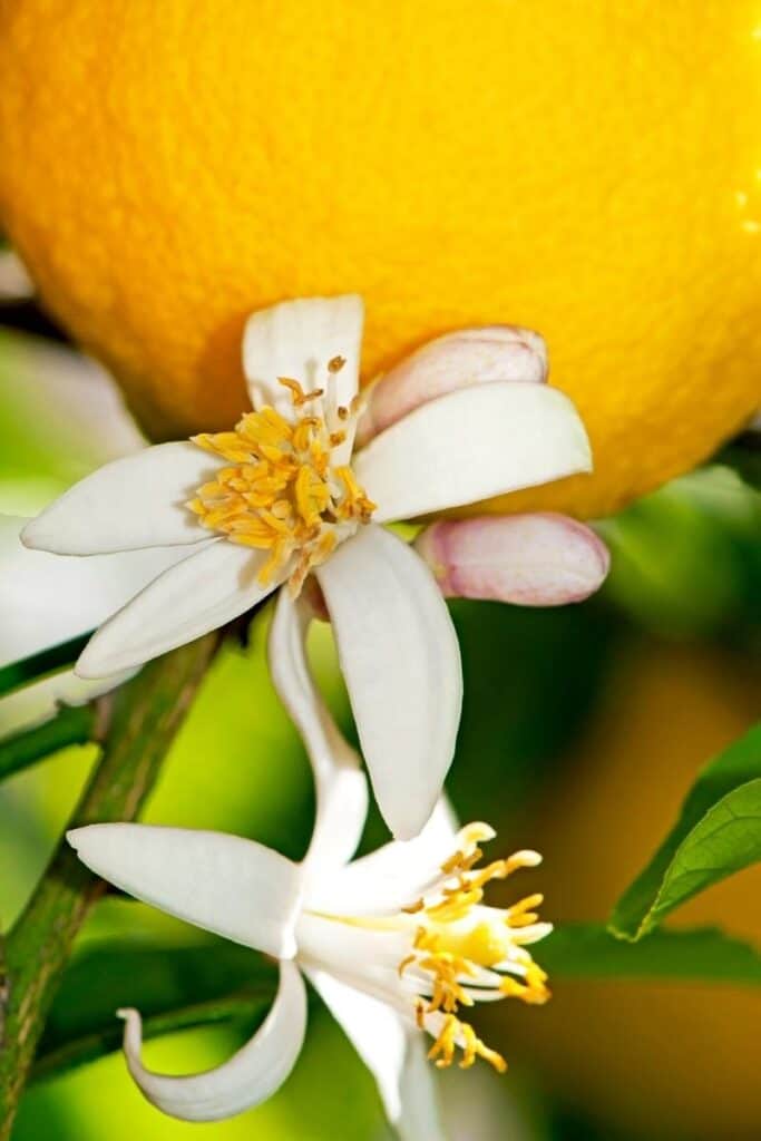 lemon flowers