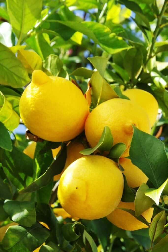 lemon tree facts