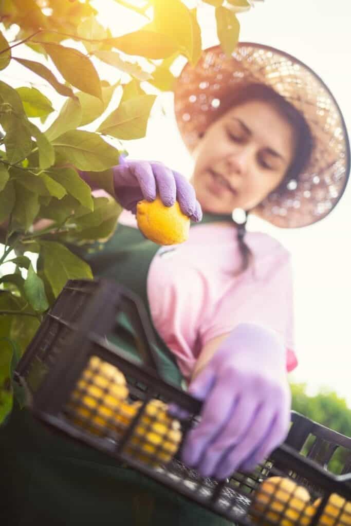 picking lemons