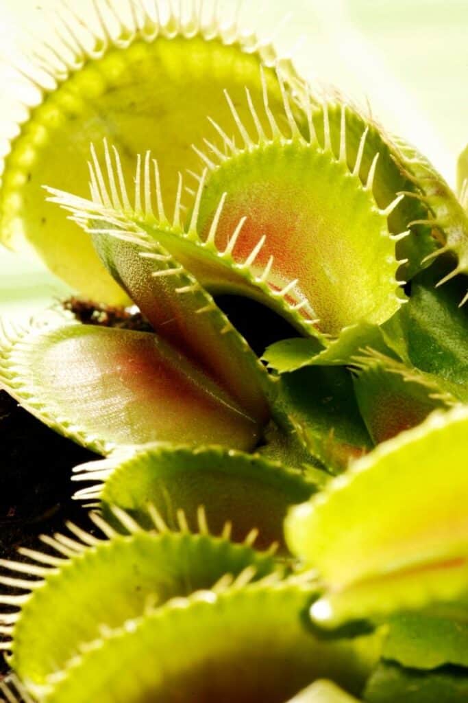 plant trivia