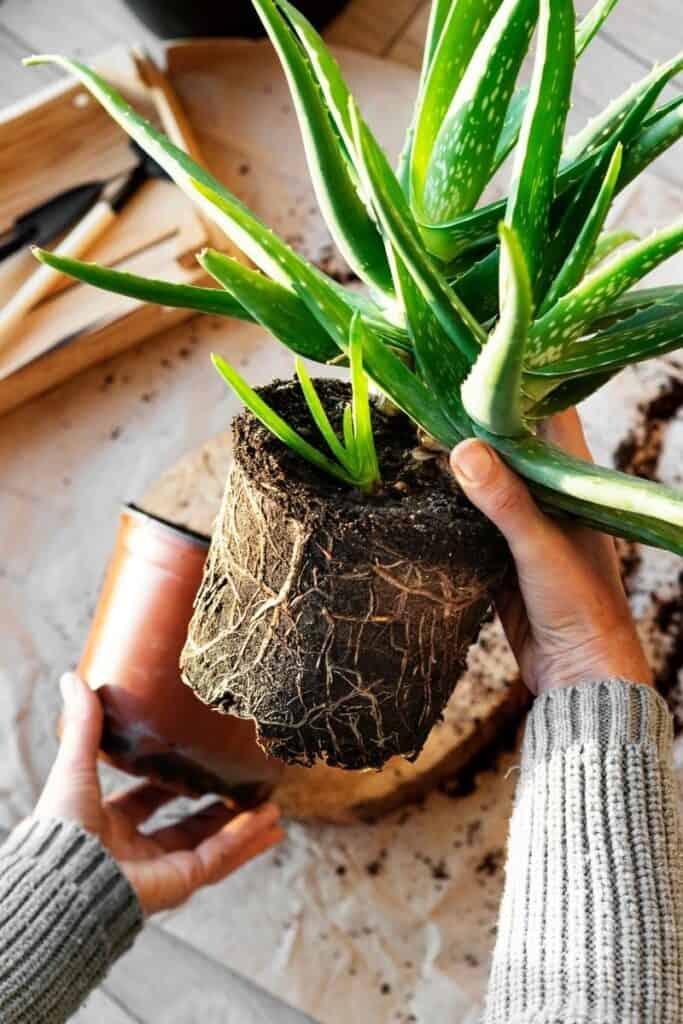 weird facts about plants