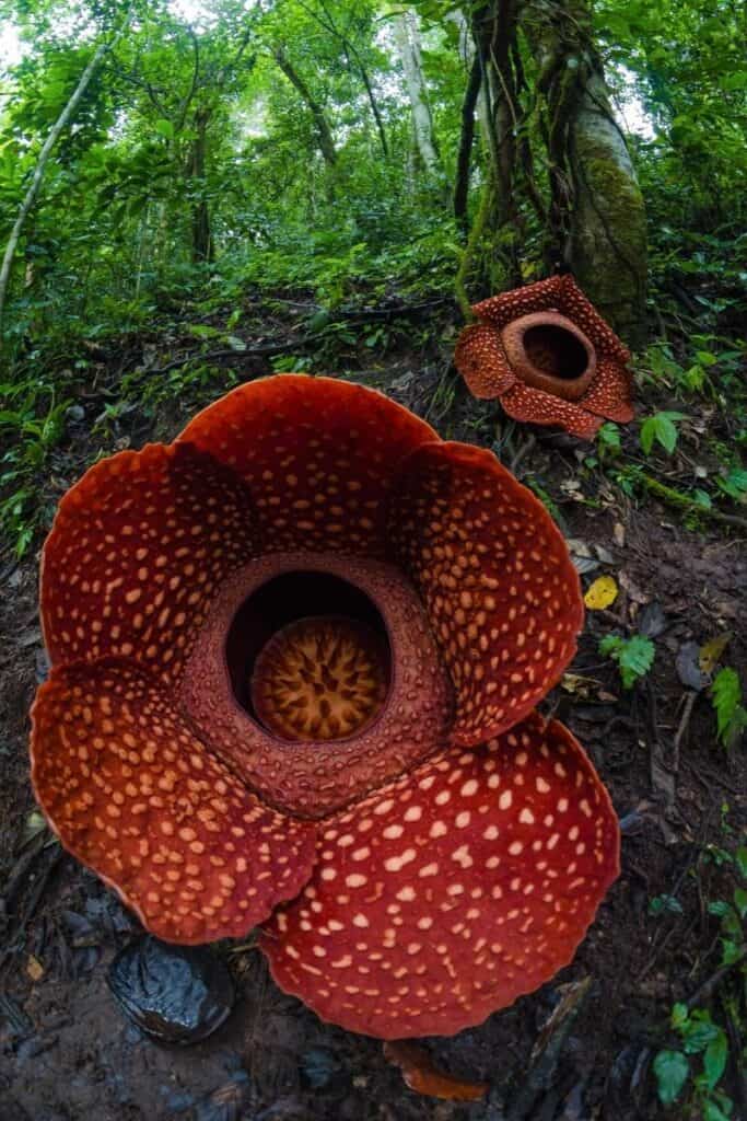 worlds largest flower