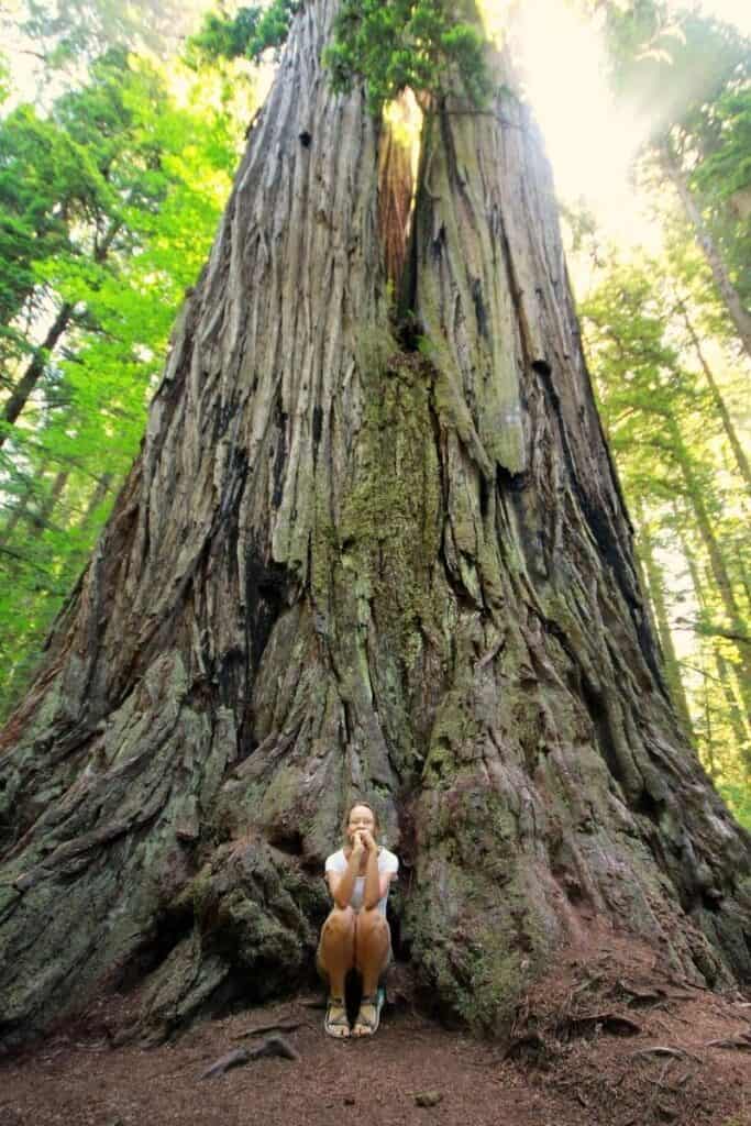 worlds largest tree