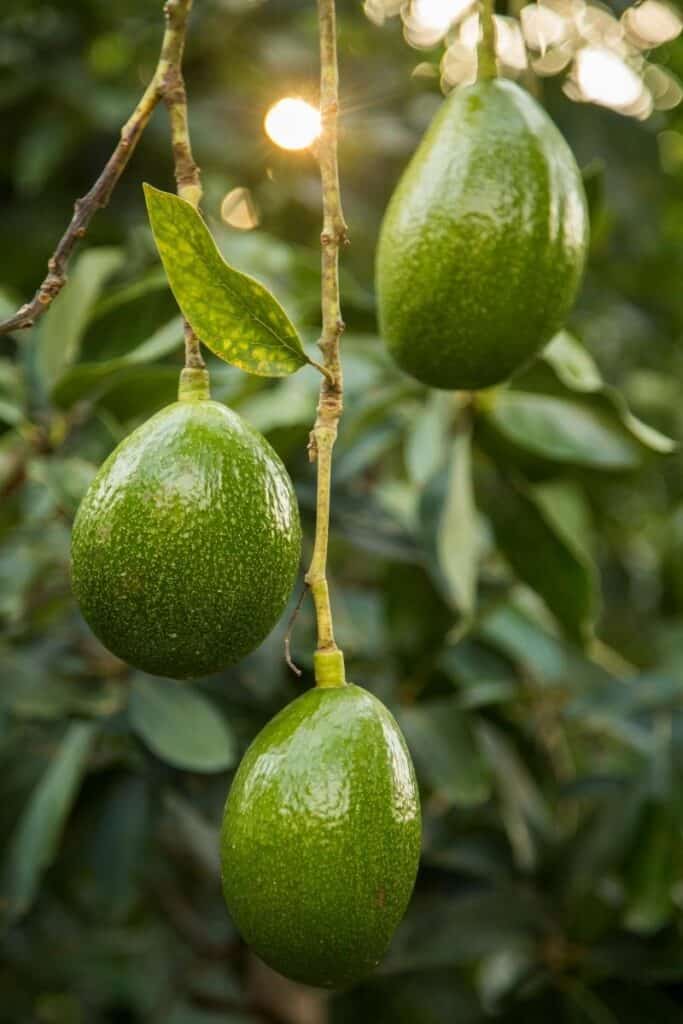 avocado trivia