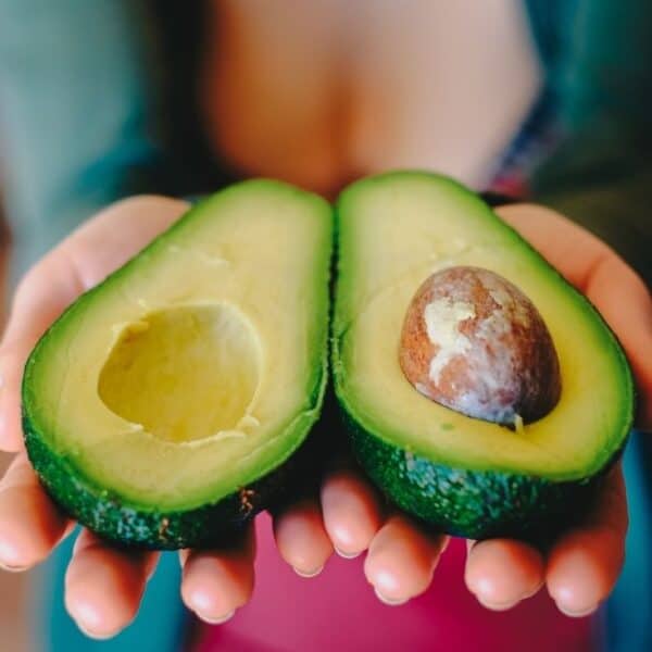fun facts about avocados