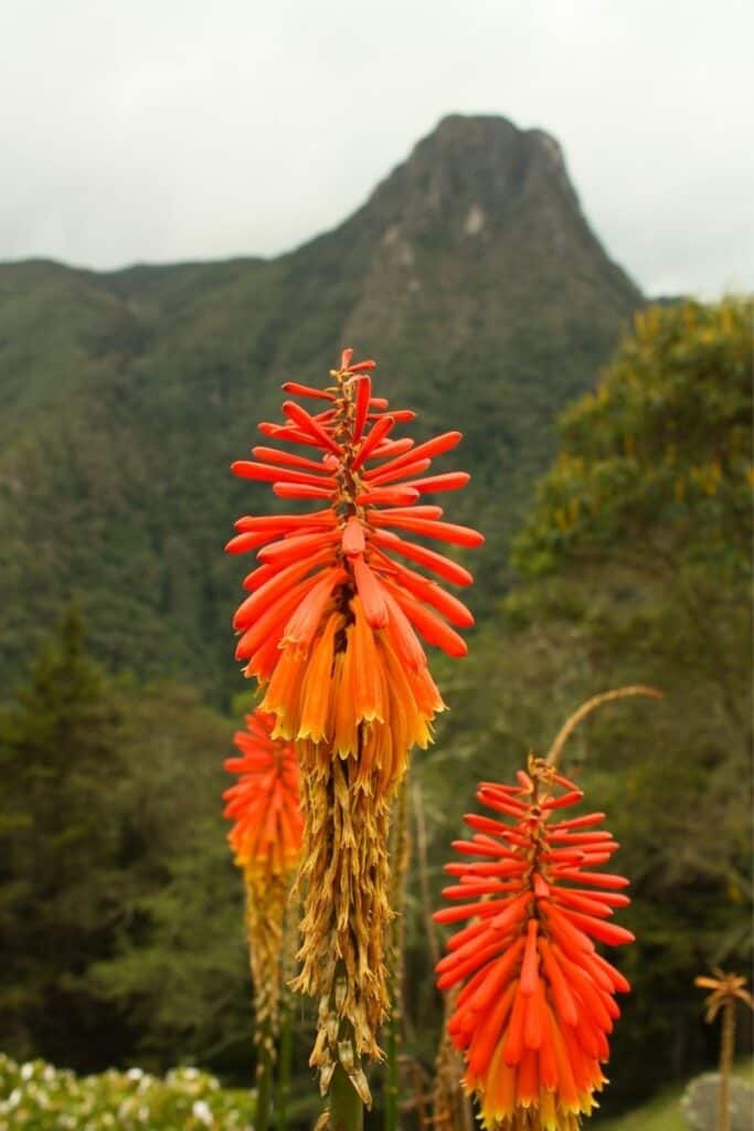 colombia flowers