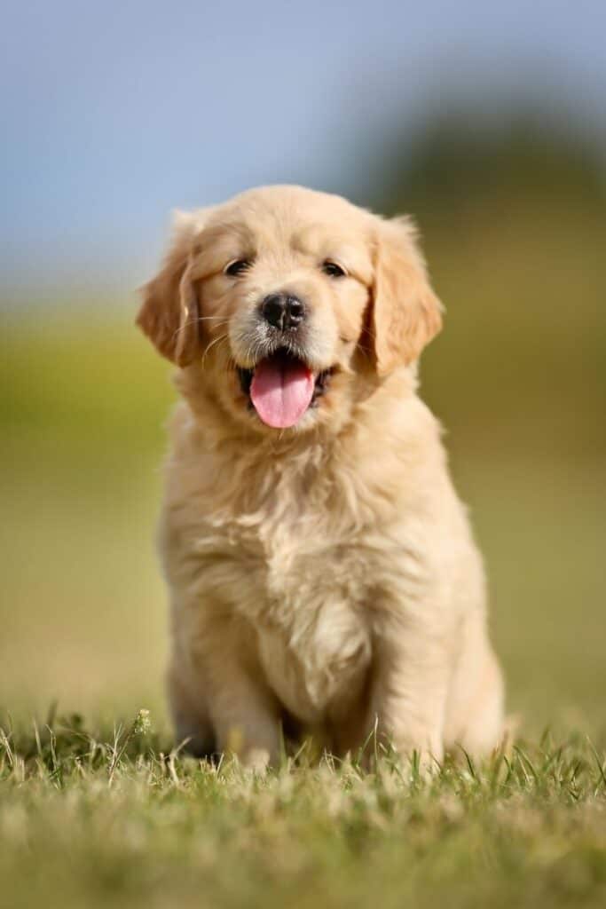 cool facts about golden retrievers