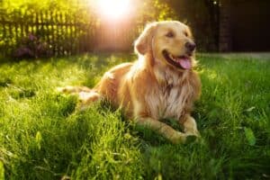 fun facts about golden retrievers