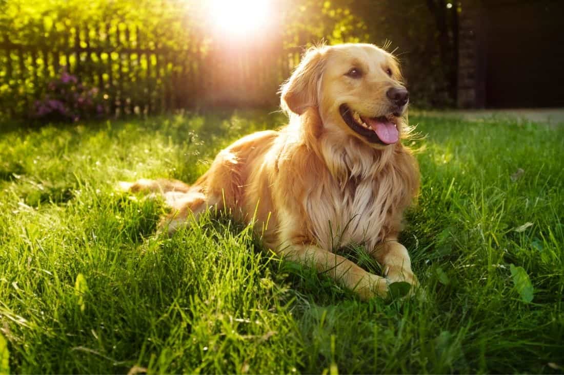 fun facts about golden retrievers