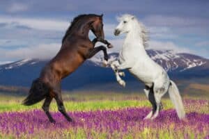15 Fun Facts About Horses