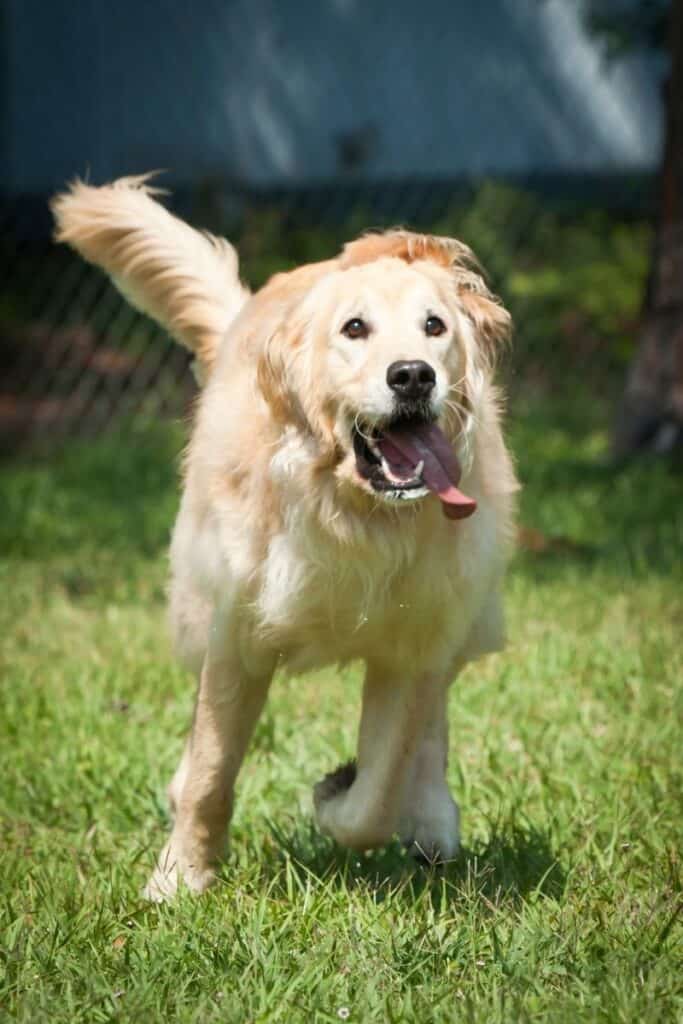 golden retriever dog facts