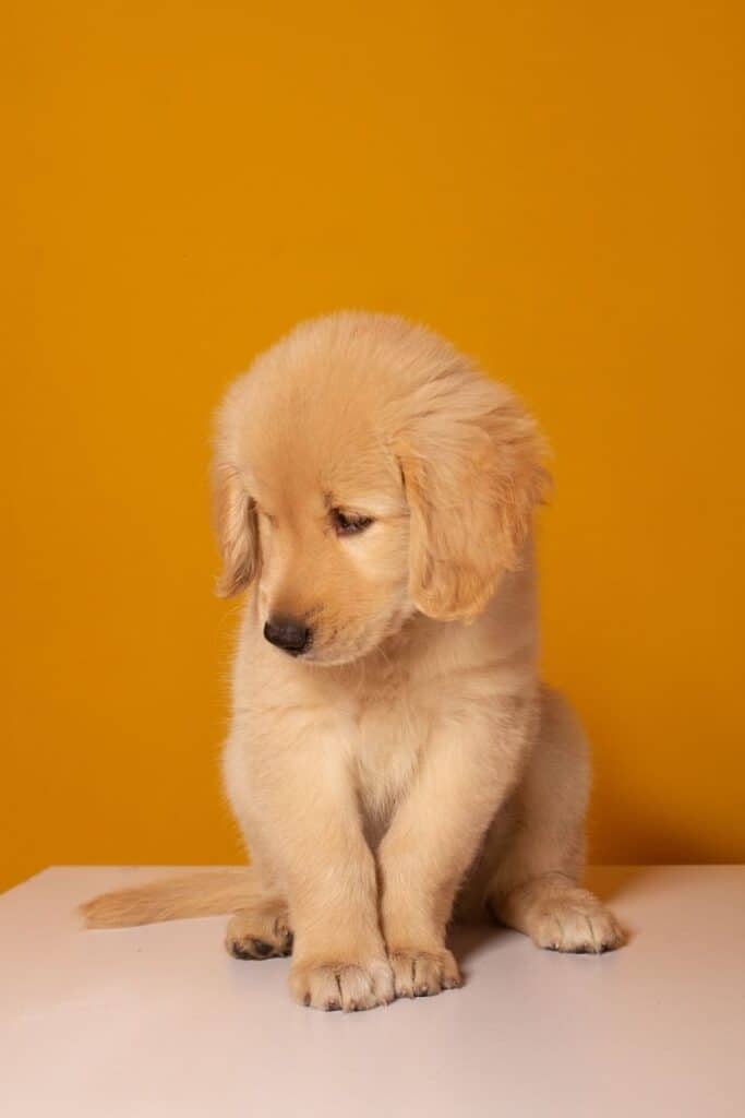 golden retriever puppy facts