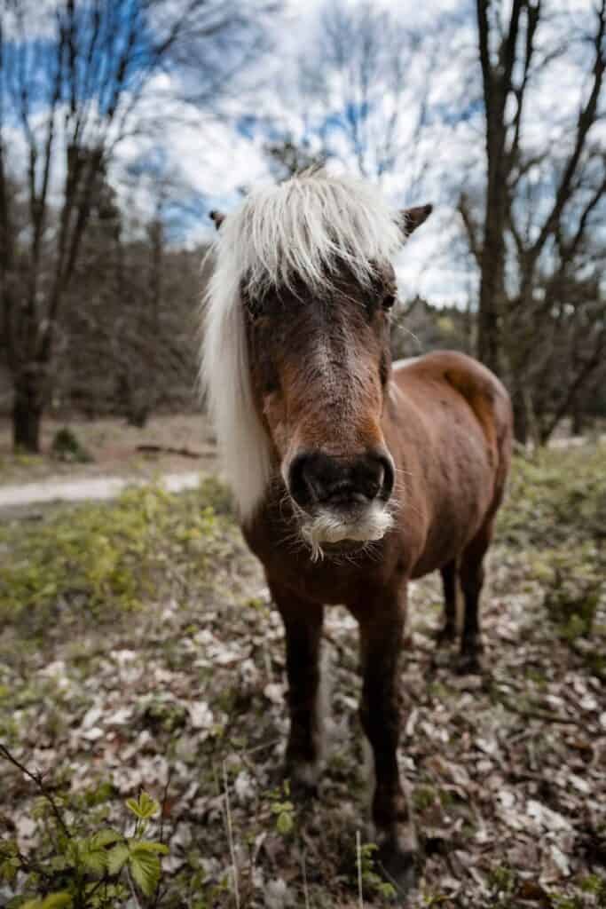 horse fun facts