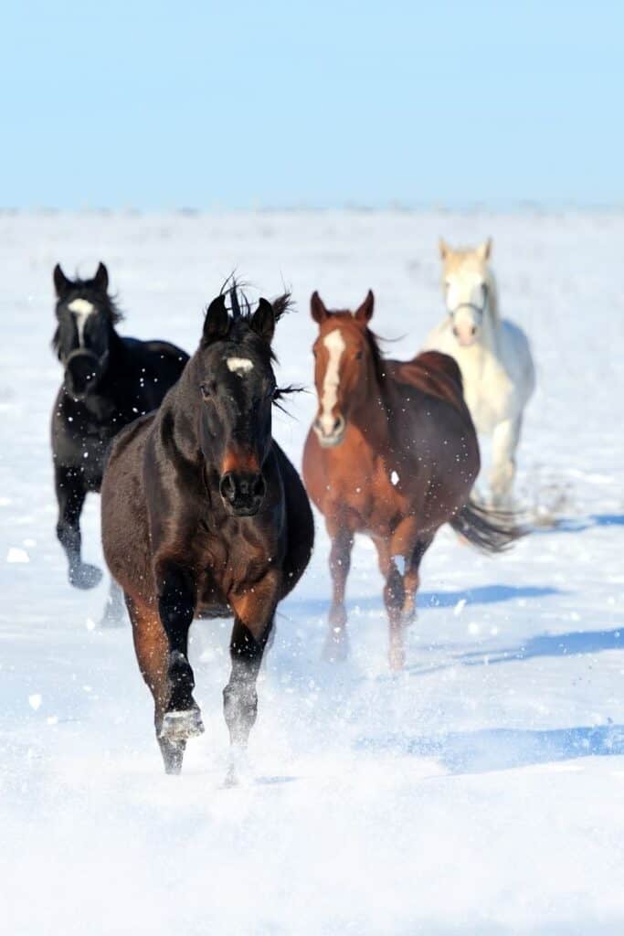 15 FUN Facts About Horses That Will Amaze You!