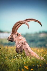 16 Fun Facts About Capricorn