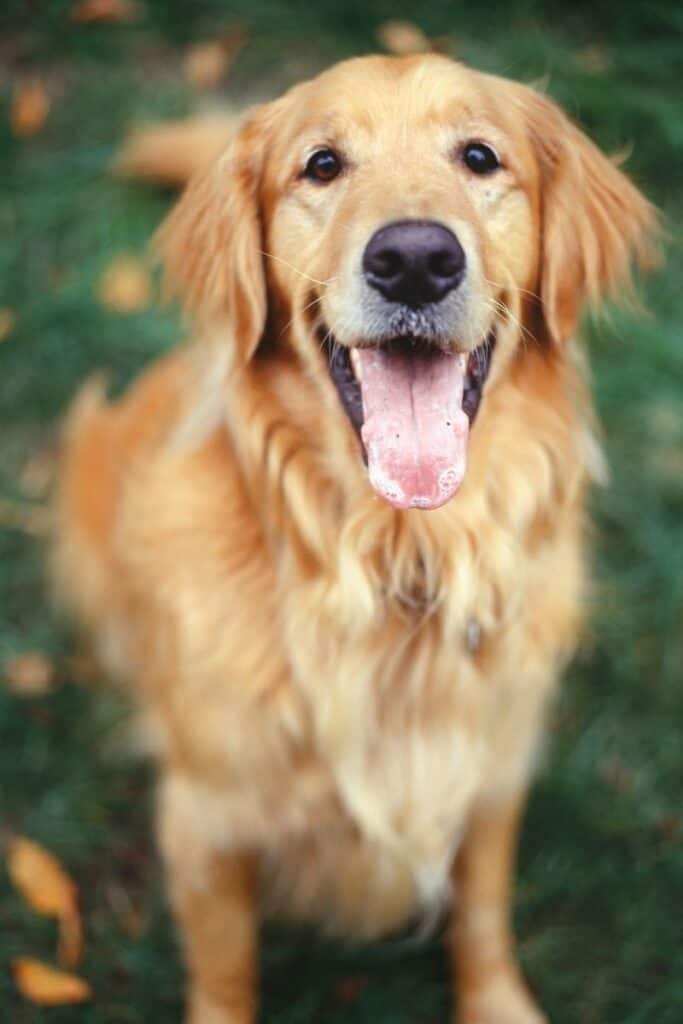 interesting facts about golden retrievers