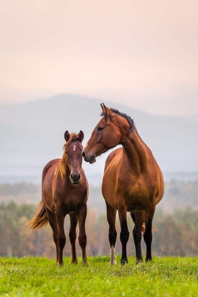 interesting facts about horses