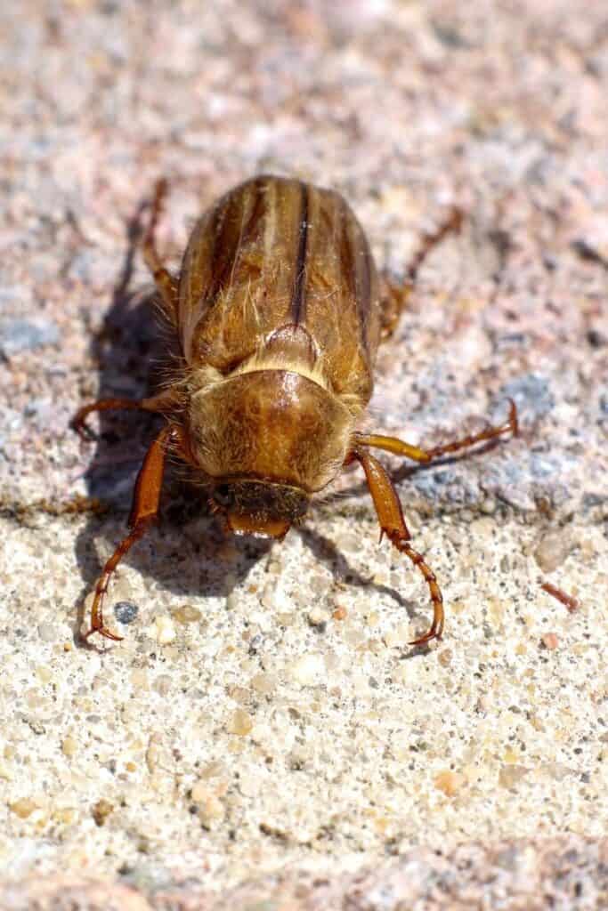 june beetle