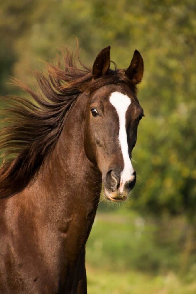 what are horses known for