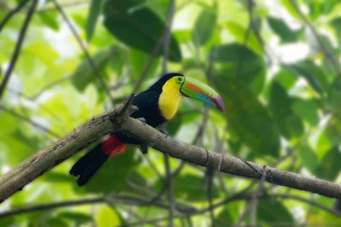 birds in panama