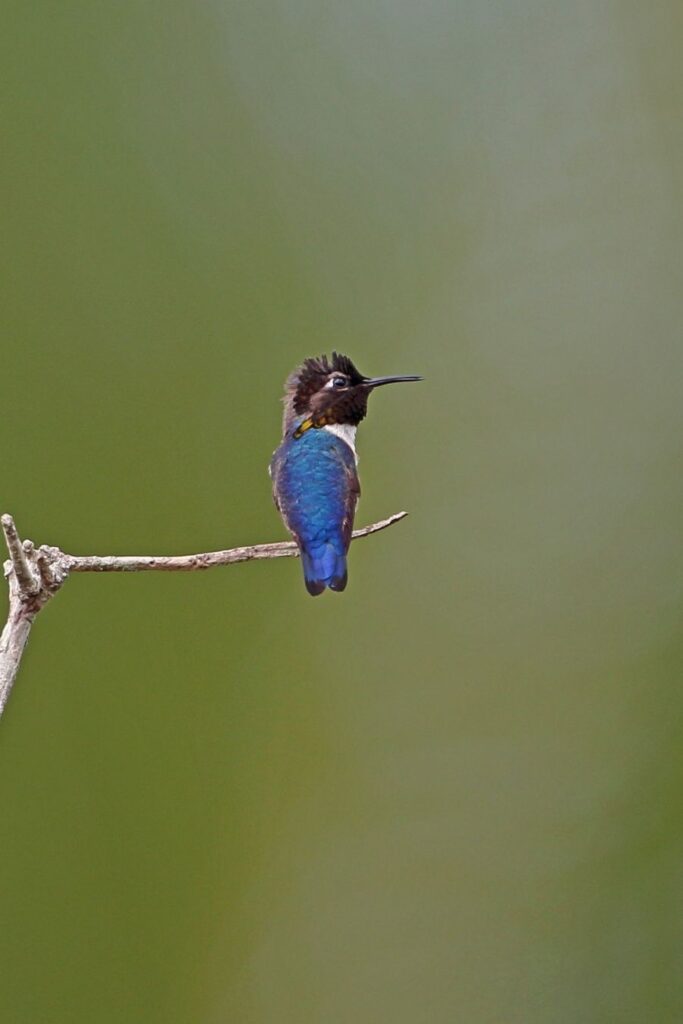 worlds smallest bird