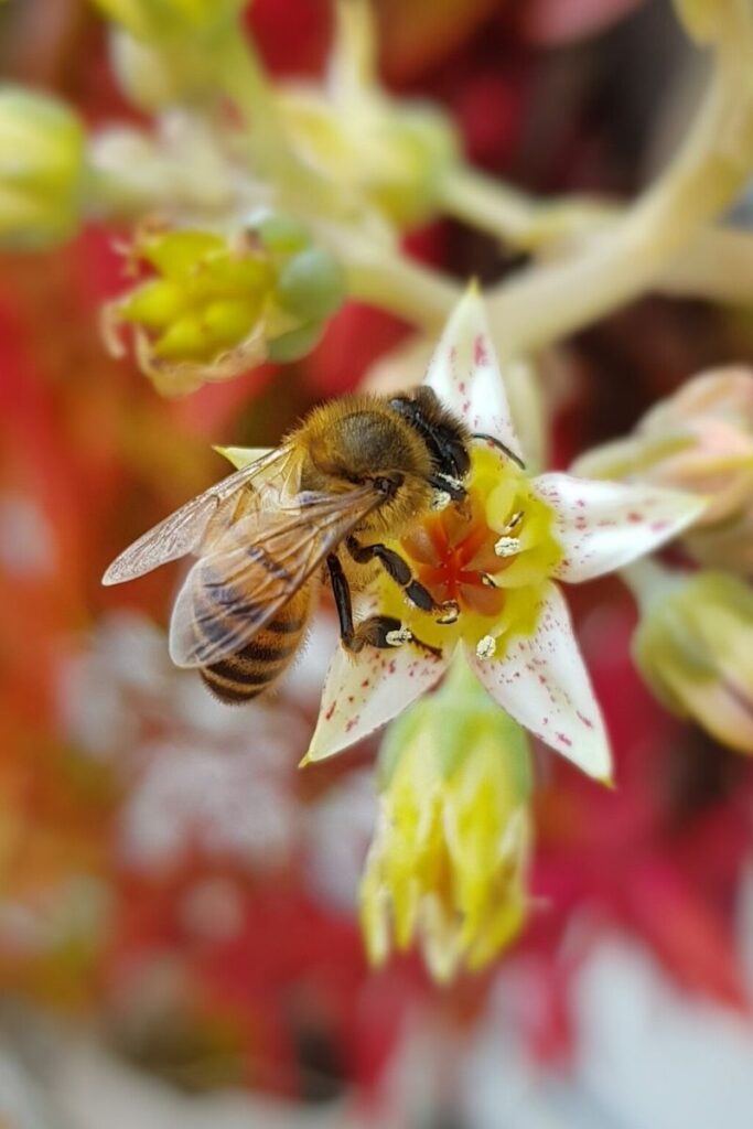 bee trivia