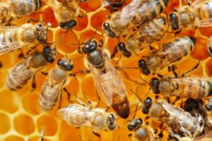 facts about queen bees