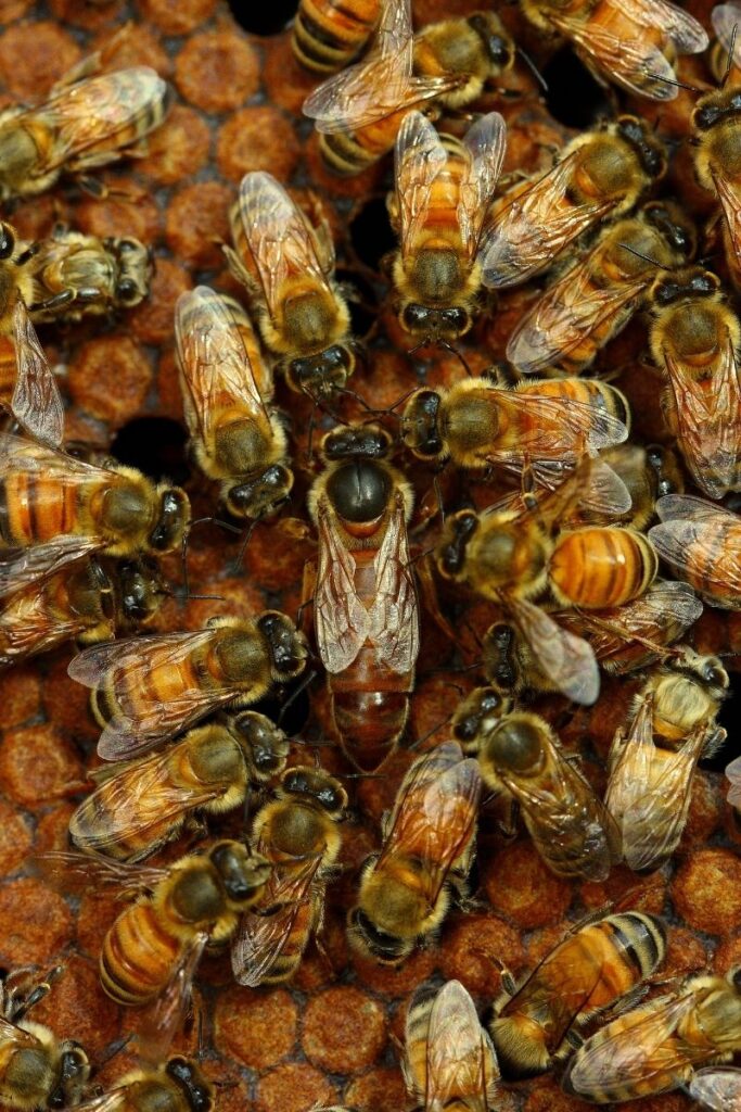 fun facts about queen bees