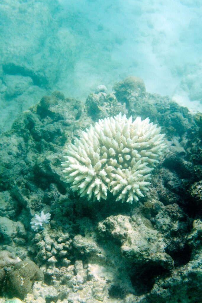 coral bleaching facts