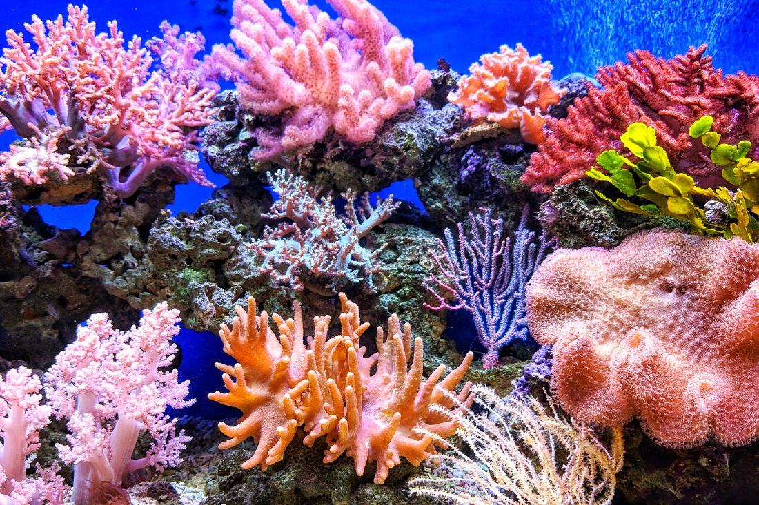 facts about coral