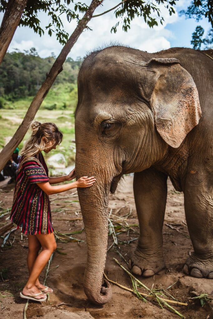 are elephant trunks a nose