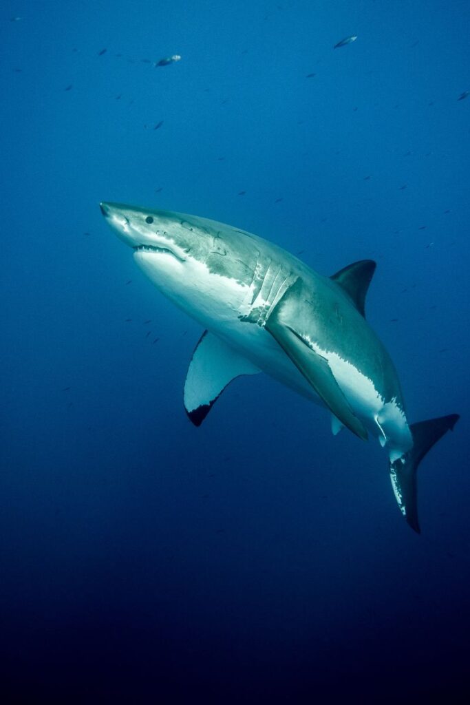 great white shark smelling