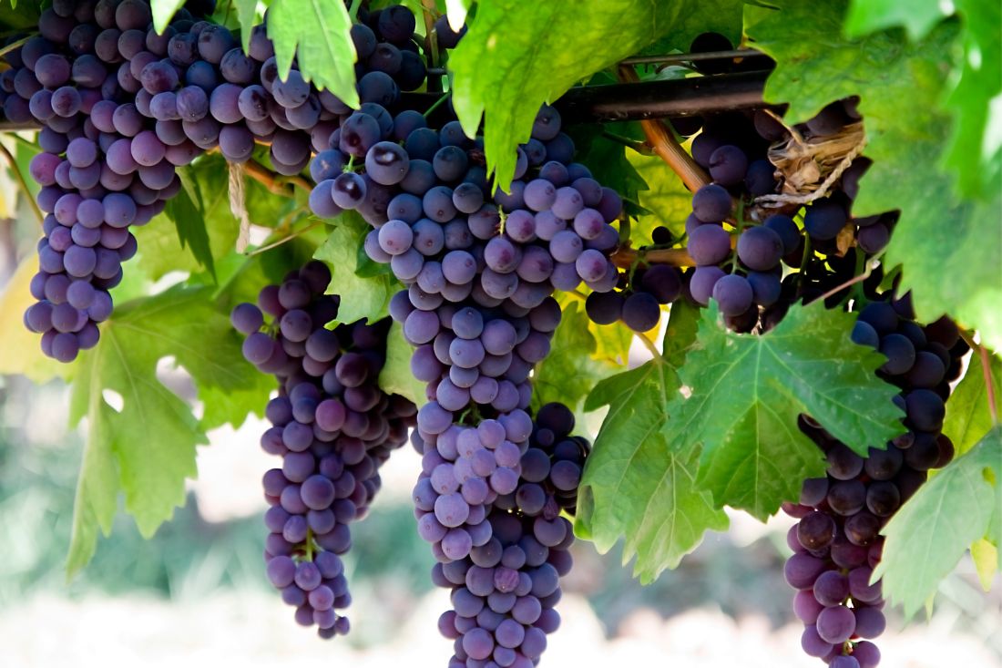 facts about grapes