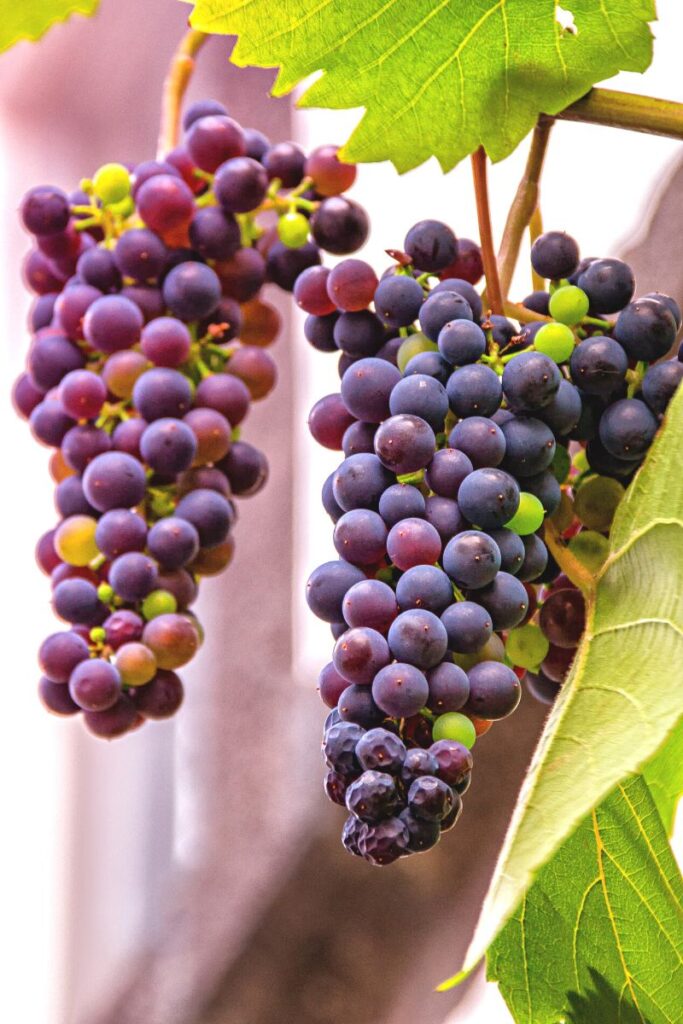 fun facts about grapes