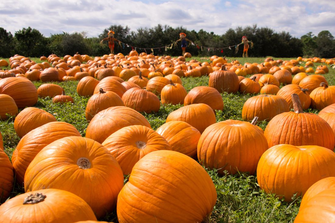 fun facts about pumpkins