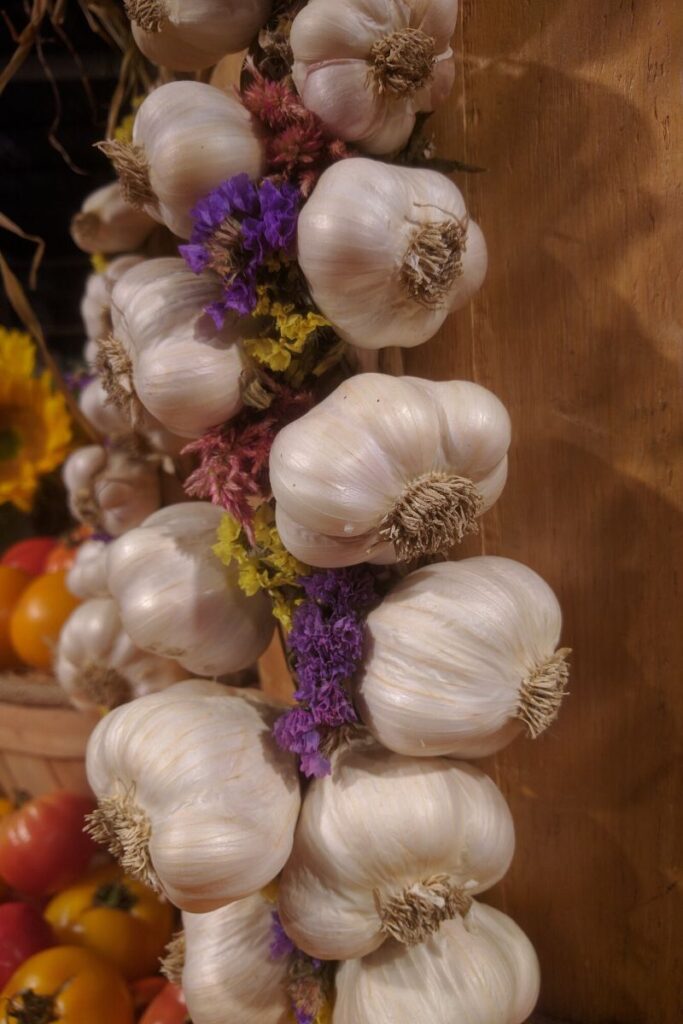 garlic information
