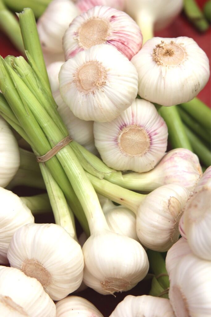 garlic trivia