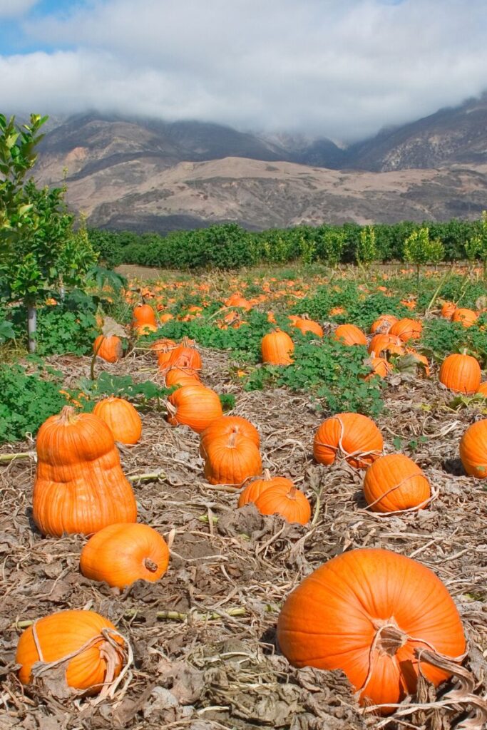 interesting facts about pumpkins